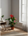 Pianta da Interni - Anthurium