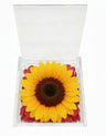 Girasole Stabilizzato in Cofanetto