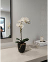 Pianta di Phalaenopsis Stelo Singolo - H 50 cm
