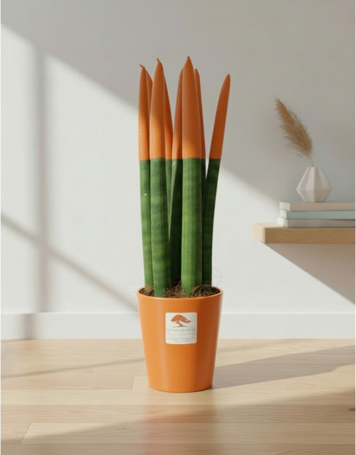 Sanseveria Cylindrica Punte Arancioni - Varie Misure