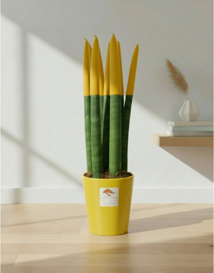 Sanseveria Cylindrica Punte Gialle - Varie Misure