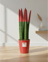 Sanseveria Cylindrica Punte Rosse - Varie Misure