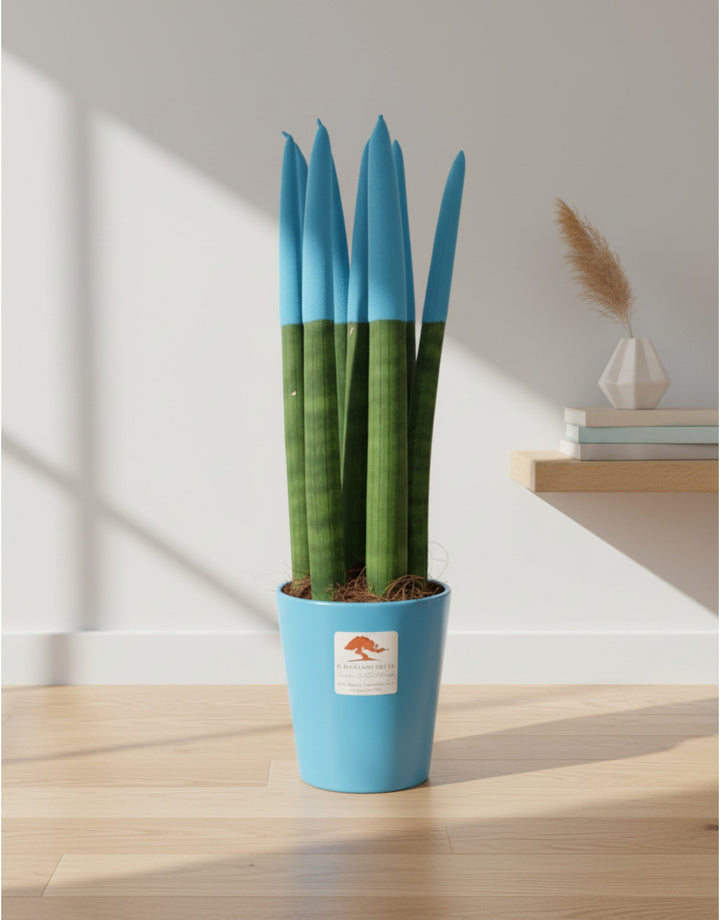 Sanseveria Cylindrica Punte Celeste - Varie Misure