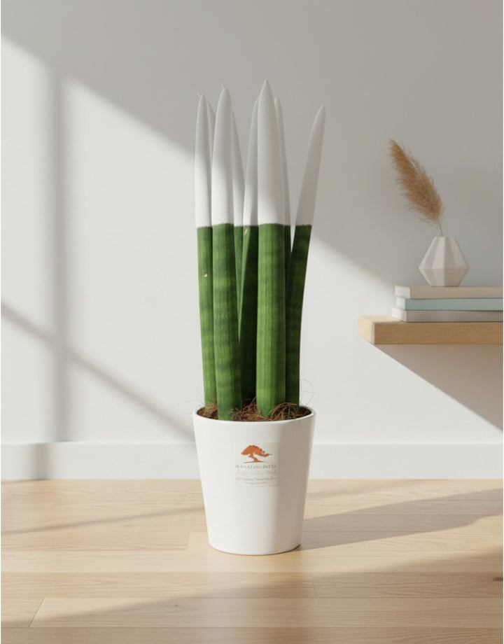Sanseveria Cylindrica Punte Bianca - Varie Misure