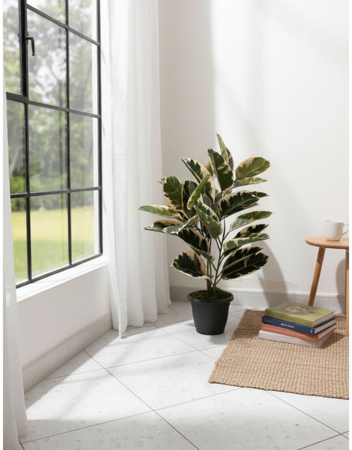 Ficus foglia larga - H 90 cm Variegata