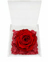 Rosa Stabilizzata Rossa in Cofanetto