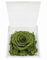 Rosa Stabilizzata Verde Militare in Cofanetto